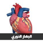 الجهاز الدوري