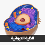 الخلية الحيوانية